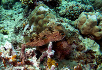 A Masked Porcupinefish in a shallow reef Boracay Island Philippines