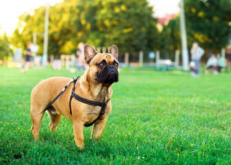 The dog is a yellow French bulldog with a collar or harness. He stands on a background of blurred green grass and trees. - Powered by Adobe