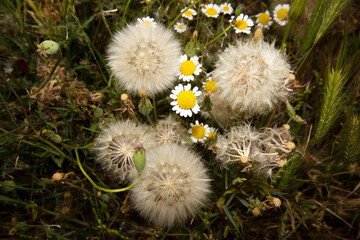 Dandelion seeds and daisies. Nature background