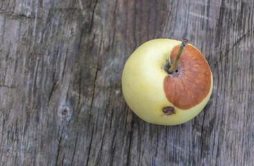 A rotten organic apple fruit on a wooden background