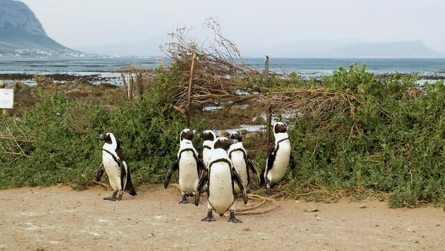 Group of penguins arriving from beach indecisive of which direction to go