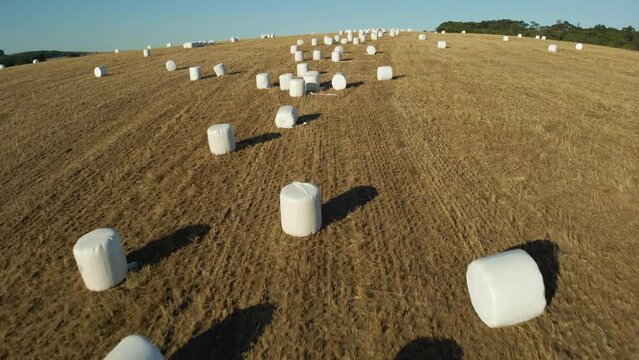 Silage bales, also known as baleage in a field.