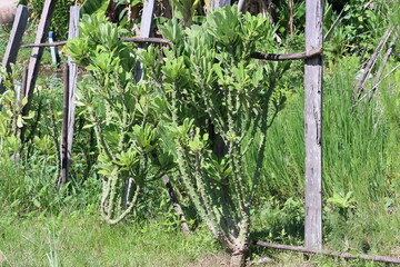Fototapeta na wymiar Cambodia. Euphorbia ingens is a species of flowering plant in the family Euphorbiaceae.
