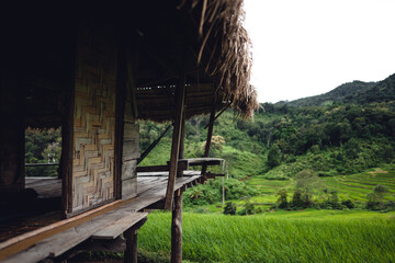 Fototapeta na wymiar Green Rice field on terraced and farm hut