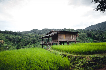 Obraz na płótnie Canvas Green Rice field on terraced and farm hut
