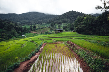 Green Rice field on terraced and farm hut