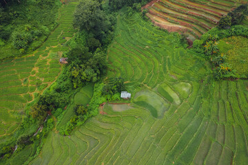 Green Rice field on terraced and farm hut