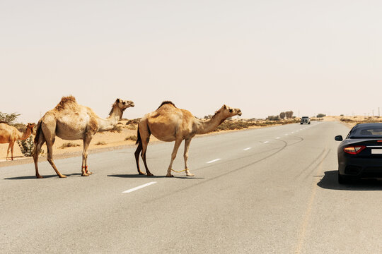 Two one-humped Arab camels crossing the road next to a parked car, Dubai United Arab Emirates