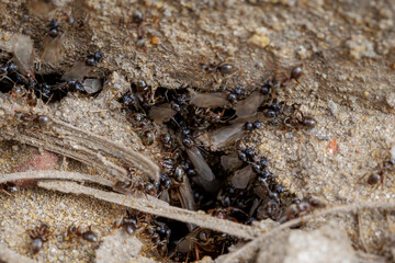 Flying ants, lasius niger, nest - macro shot