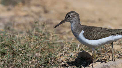 Closeup of common sandpiper. Actitis hypoleucos. Bird background. Natural background. Abstract background. Bird closeup.