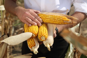 Scientist breeder holding corn cobs in the field
