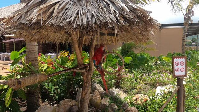 Colorful parrot close-up on a ranch in the Dominican Republic