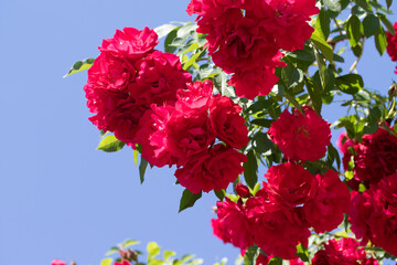 Obraz na płótnie Canvas Red tea rose flowers, plant nature.