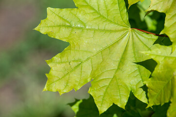 The young green leaves of the tree are the background of nature.