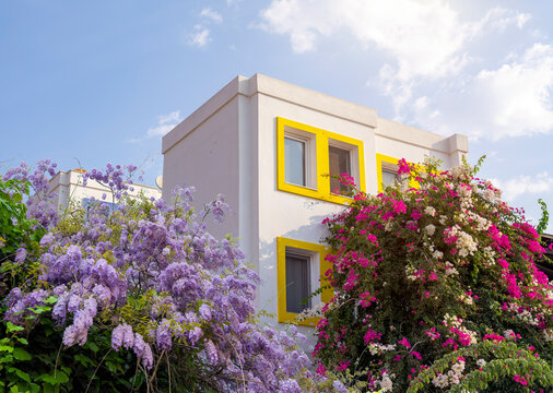 bougainvillea flower in front of white houses, front view