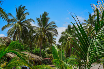 Cielo, cerro, nubes, azul, paisaje, playa, vacaciones, palmas palapa, arena, desembocadura