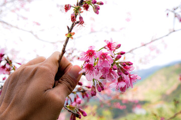 Fototapeta premium hand with pink flowers