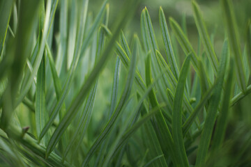 Fototapeta premium Close up macro of green pine needles