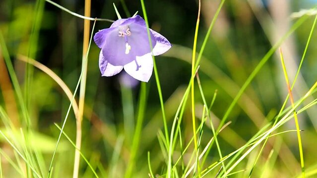Delicate purple forest bellflower is growing. Wild flowers of untrodden European nature on a sunny day.