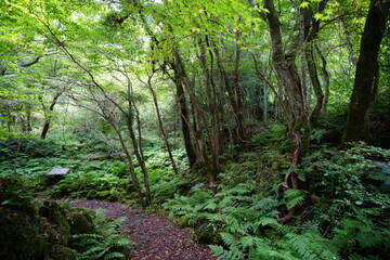 fascinating summer forest with pathway