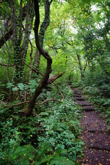 old trees and path in refreshing summer forest