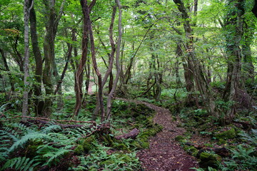 fascinating summer forest with pathway