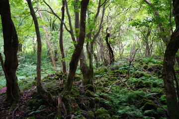 mossy rocks and trees in primeval forest