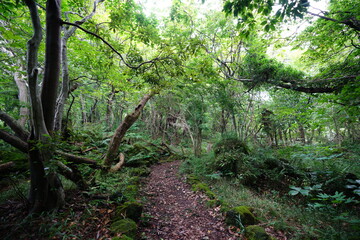 old trees and path in refreshing summer forest