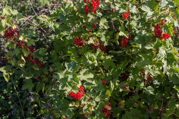Bush of the redcurrant with ripe berries