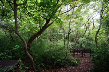 fine path through thick wild forest