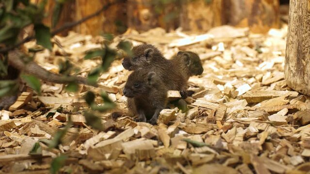 Three small cuban hutias sitting together passed by its mother, static