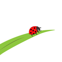 Ladybug cartoon on leaf