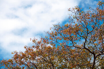 Tree in autumn. Autumn leaves. High angle view of beautiful autumnal leaves in the branch of the tree. Blue sky background.