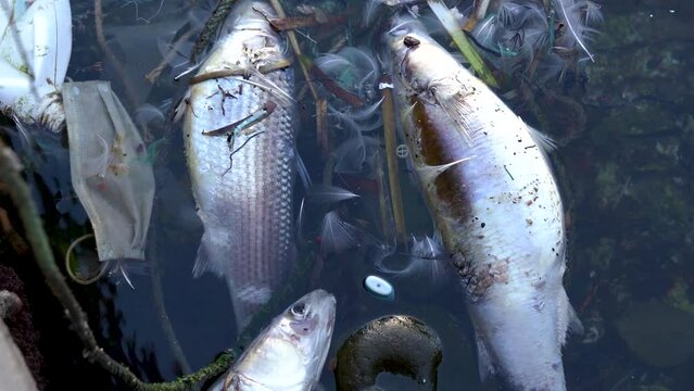  dead fish floating on Sea  water pollution with plastic waste 