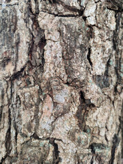 Classic brown bark pattern. suitable for making background images