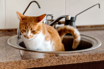 Funny cat doing pee into kitchen sink