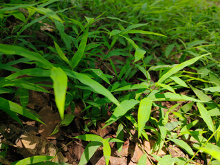 Green grass with bright light, suitable for decorating work pieces.