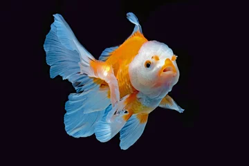 Fotobehang goldfish in aquarium © Riadi