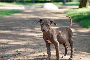 Fototapeta premium Brown street dog looking hungry and starving for food in the park.