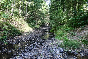 Obraz premium secheresse foret Anlier Habay Wallonie Belgique environnement climat bois nature eau La rulles assechée