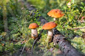 A forest edible brown boletus mushroom growing in a natural background. Karelia