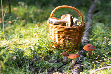 Forest mushroom boletus, cep, porcini, chanterelle collected in a wooden wicker basket. Late summer...