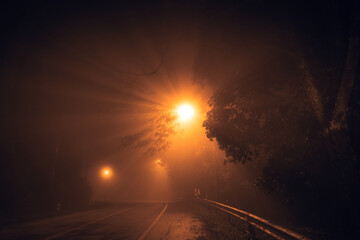 fog at night road and orange trees