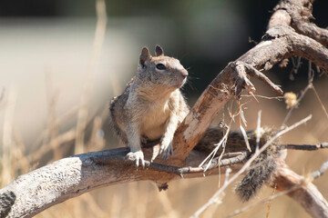 A ground Squirrel somewhere in a park