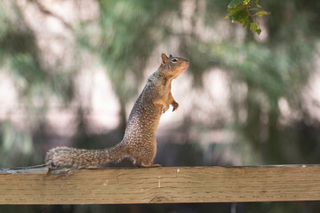 A ground Squirrel somewhere in a park