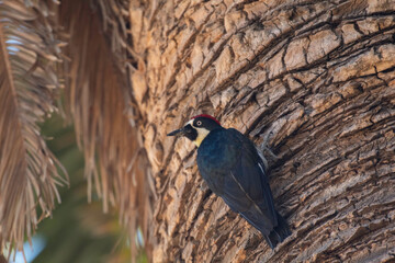 An Acorn Woodpecker doing somewhere in California