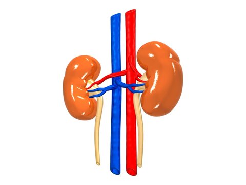 human kidneys anatomy