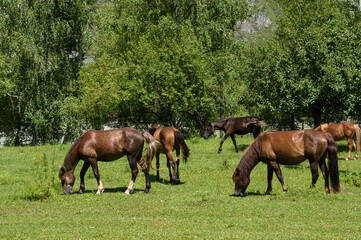 Obraz premium Domestic horses graze in the field, eat grass. bask in the warm sun on a summer day.