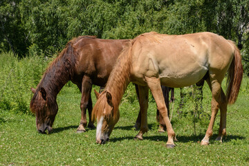 Naklejka na ściany i meble Two domestic horses graze in the field, eat grass. bask in the warm sun on a summer day