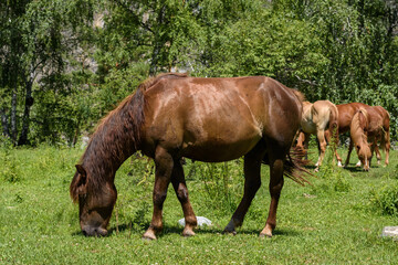 Obraz premium One domestic horse graze in the field, eat grass. bask in the warm sun on a summer day